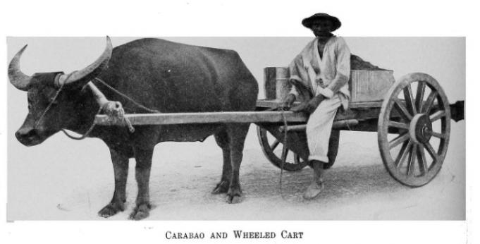 Carabao and cart